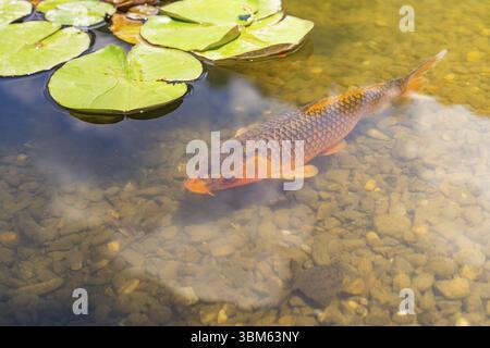 Karpfenschwimmen in einem klaren Teich mit Seerosenblättern an der Oberfläche, Botanischer Garten, die Gärten von Schloss Trauttmansdorff, Meran, Südtirol, Ita Stockfoto