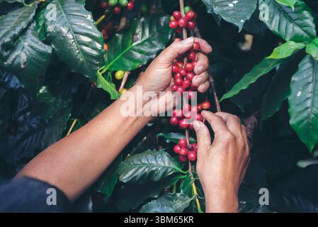 Mann Hände ernten Kaffeebohne reife rote Beeren Pflanzen frische Samen Kaffee Baum Wachstum in grünen Öko-Farm. Nahhände ernten rote reife Kaffees Stockfoto