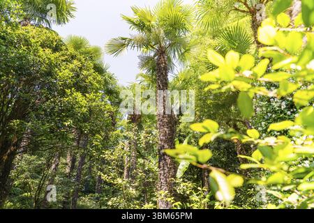 Dichte Palmengruppe in einem sonnigen, grünen Dschungel, Botanische Gärten, die Gärten von Schloss Trauttmansdorff, Meran, Südtirol, Italien, Europa Stockfoto