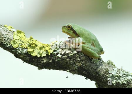 Europäischer Baumfrosch (Hyla arborea) sitzt auf einem Flechtenzweig in seiner natürlichen Umgebung, Nahaufnahme, Nationalpark Neusiedler See, Burgenland, Au Stockfoto