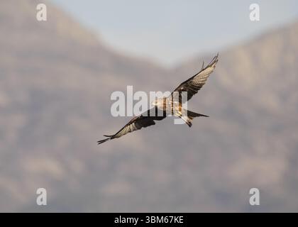 Roter Drachen (Milvus milvus), Extremadura, Castilla La Mancha, Spanien, Europa Stockfoto