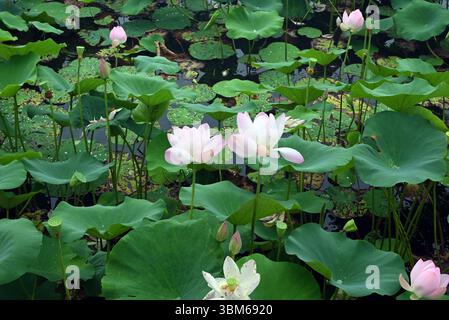 Eine Gruppe rosa Lotusblüten blühen im See Stockfoto