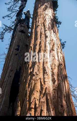 Der Calaveras Big Trees State Park beherbergt riesige Mammutbäume in diesem Teil der kalifornischen Sierra Nevada. Stockfoto