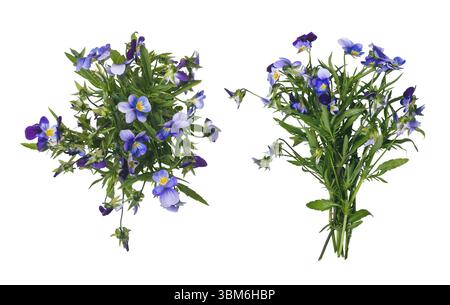 Wildes violettes Blumenstrauß isoliert auf weiß Stockfoto