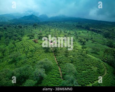 Wonosari Teeplantage, in der Nähe von Malang, Java; Indonesien - Luftfahrt Stockfoto