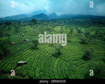 Wonosari Teeplantage, in der Nähe von Malang, Java; Indonesien - Luftfahrt Stockfoto