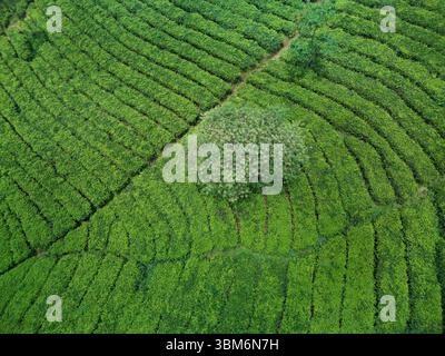 Wonosari Teeplantage, in der Nähe von Malang, Java; Indonesien - Luftfahrt Stockfoto