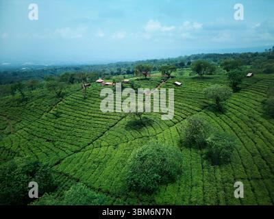 Wonosari Teeplantage, in der Nähe von Malang, Java; Indonesien - Luftfahrt Stockfoto