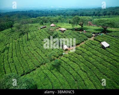 Wonosari Teeplantage, Mount Arjuna, in der Nähe von Malang, Java; Indonesien - Luftfahrt Stockfoto