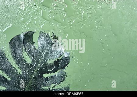 Grnes Blatt mit Wassertropfen der Monstera-Pflanze, die wild wchst, die  tropische Waldpflanze, immergrne Rebe auf weiem Hintergrund. Selektiver  Fokus Stockfotografie - Alamy
