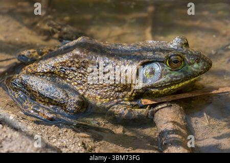 Amerikanischer Bullfrog, männlicher Hinterhalt. Ed R. Levin County Park, Santa Clara County, Kalifornien. Stockfoto