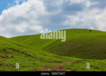 Schmaler Weg durch grüne Hügel in einem Bergtal Stockfoto