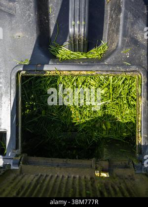 Schneiden Sie im sonnigen Garten Gras im Rasenmäher-Container Stockfoto