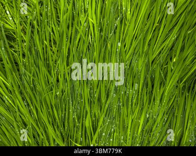 Üppig grüne Grashalme, bedeckt mit leuchtenden Wassertropfen Stockfoto
