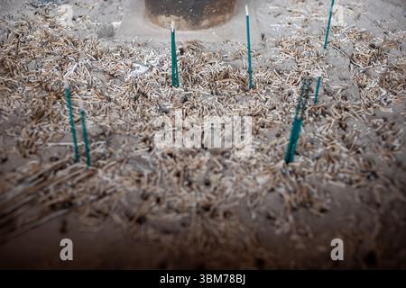 Wandern zwischen Kurama und Kibune im Norden von Kyoto, Japan. Stockfoto