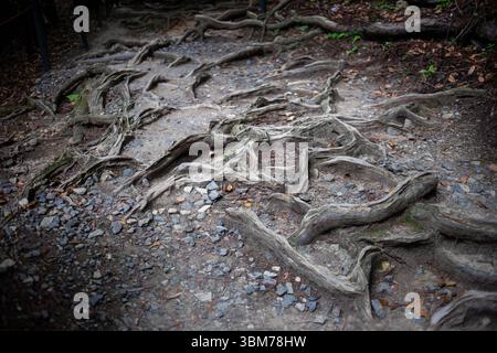 Wandern zwischen Kurama und Kibune im Norden von Kyoto, Japan. Stockfoto
