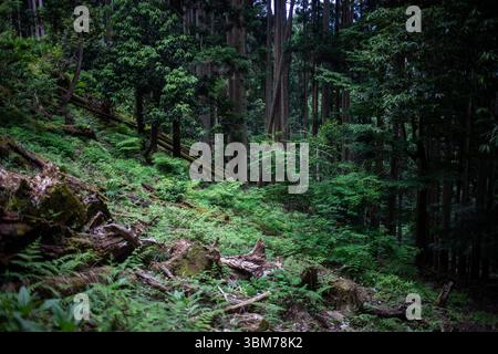 Wandern zwischen Kurama und Kibune im Norden von Kyoto, Japan. Stockfoto