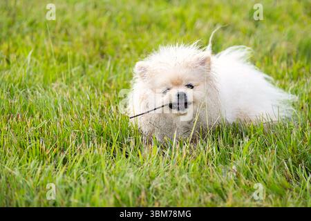 Weißer Pommerscher Hund spielt im grünen Gras mit Stock, glückliches Hündchen hat Spaß im Freien. Niedliches Haustier Porträt. Stockfoto