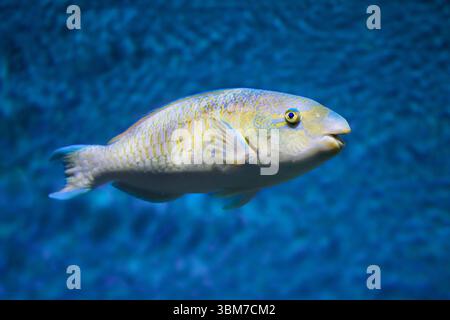 Nahaufnahme des Papageienfisches (Scarus ghobban), der im Aquarium schwimmt. Stockfoto