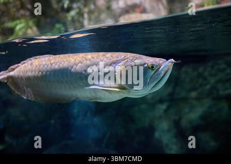 Nahaufnahme von Silberarowana (Osteoglossum bicirrhosum), südamerikanischen Raubfischen, die im Aquarium direkt unter der Wasseroberfläche schwimmen Stockfoto