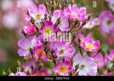 Rosa Rose, Rosa „Ballerina“ Stockfoto