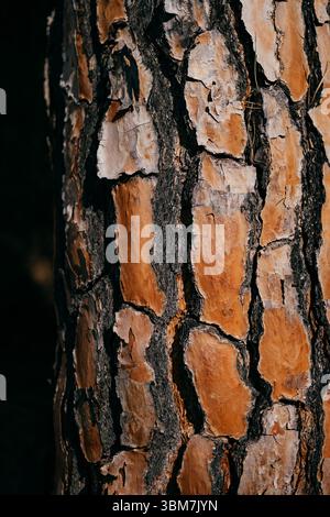 Nahaufnahme der Kiefernrinde mit strukturierten Schichten in natürlichen warmen Braun- und Orangentönen Stockfoto