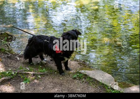 Ein schwarzer Hund steht an der Leine am Ufer eines Flusses Stockfoto