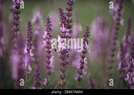 Ein Lavendelfeld erstreckt sich bis in die Ferne, mit sanften violetten Farbtönen, die das Bild dominieren. Das Sonnenlicht filtert durch und hebt den empfindlichen f Stockfoto
