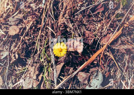 Coltsfoot oder Tussilago farfara Stockfoto