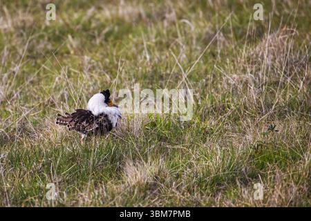 Männlicher Ruff (Philomachus pugnax) in Zuchtgefieder, bekannt für seine aufwändige Balzschau, fotografiert in Uist, Äußere Hebriden, Schottland. Stockfoto