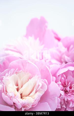 Nahaufnahme zarter rosafarbener Pfingstrosenblüten mit cremigen Mittelpunkten, sanft beleuchtet vor weißem Hintergrund. Romantisches und elegantes Blumenbild. Stockfoto