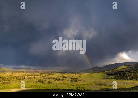 Ein Regensturm mit einem hellen Regenbogen zieht über das Tal in der Nähe von Mt. Washburn blickt östlich von der Grand Loop Road im Yellowstone National Park, WY, USA. Stockfoto