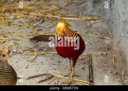 Hell gefärbter goldener Fasan, der auf dem Boden steht und sein atemberaubendes goldenes Wappen und seine komplizierten Federmuster zeigt Stockfoto