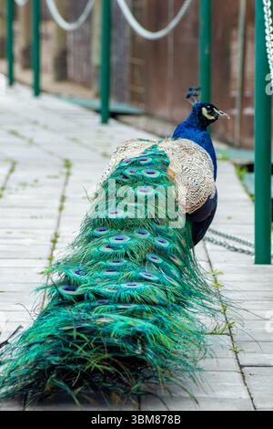 Majestätischer Pfau, der anmutig spaziert, während er seine atemberaubenden farbenfrohen Schwanzfedern dahinter zeigt Stockfoto