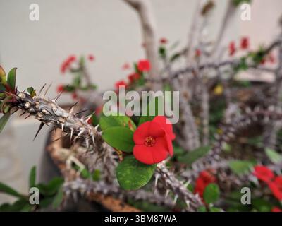 Makroaufnahme einer Euphorbia milii Blume umgeben von spitzen Zweigen. Ein markanter Kontrast aus sanfter Blüte und scharfen Texturen. Stockfoto