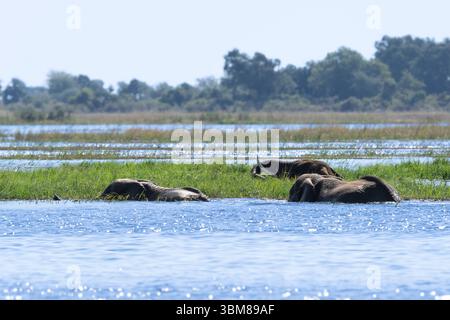 Afrikanischer Elefantenbulle tauchte im Fluss unter und ernährte sich von Wasserpflanzen, nur Kopf und Stoßzähne sind sichtbar. Das natürliche Verhalten im wilden afrikanischen Habitat. Stockfoto
