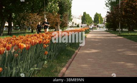 Die leuchtend orangefarbenen Tulpen in voller Blüte verleihen dem Park einen Farbtupfer Stockfoto