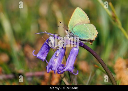 Grüner Haarsträhnen-Schmetterling, Callophrys rubi auf einer Blume. Sussex, Großbritannien Stockfoto