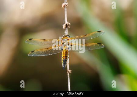 Vier gefleckte Jagdfliege, Libellula quadrimaculata. Sussex, Großbritannien Stockfoto