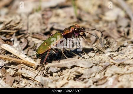 Grüner Tigerkäfer, Cicindela campestris. Sussex, Großbritannien Stockfoto