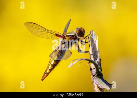 Weibliche, breitkörperhafte Jagdfliege, Libellula depressa. Sussex, Großbritannien Stockfoto