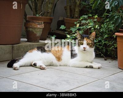 Dreifarbige Katze mit weit offenen Augen auf gefliestem Boden, umgeben von üppigen Topfpflanzen auf einer gemütlichen Terrasse im Freien. Stockfoto