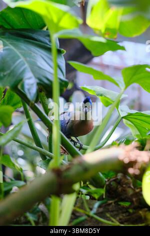 Ein großer blauer Turaco (Corythaeola cristata) blickt durch das Laub und zeigt sein lebendiges Gefieder und seinen neugierigen Ausdruck in einer üppigen Dschungelumgebung Stockfoto