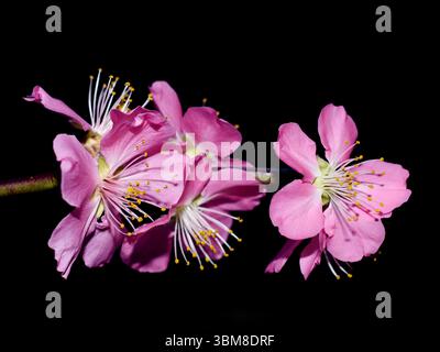 Japanischer Kirschbaumzweig mit hellrosa Blüten auf dunklem Hintergrund Stockfoto