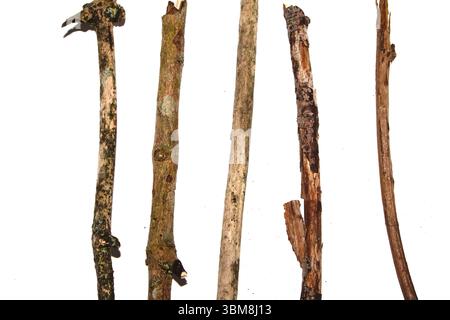 Kleine natürliche gefallene Baumzweige Stiele und Äste auf weißem Hintergrund Stockfoto