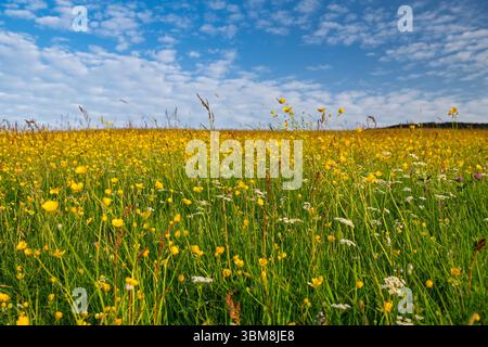 Wildblumenwiese in den Yorkshire Dales vor blauem Himmel. Wensleydale, North Yorkshire, Großbritannien Stockfoto