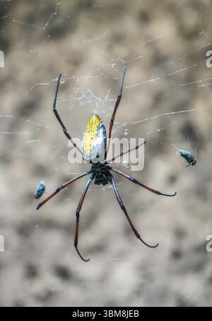 Nahaufnahme einer Seidenspinne. Tropische Netzspinne. Nephila. Riesige Holzspinne oder Bananenspinne. Stockfoto
