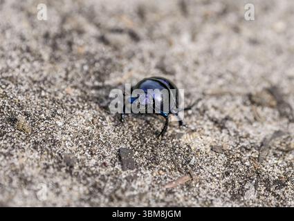Walddungkäfer auf sandigem Boden. Nahaufnahme von Insekten. Schwarzer Dungkäfer. Anoplotrupes stercorosus. DOR-Käfer. Stockfoto