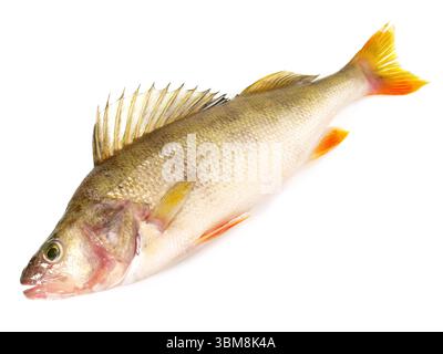 Frischer Fisch Zander auf weißem Hintergrund Stockfoto