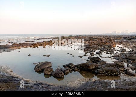 Eine felsige Küste am Bandra Beach in Mumbai zeigt Gezeitenbecken, die bei Ebbe mit klarem Wasser gefüllt sind und die vielfältige Unterwasserwelt zeigen. Stockfoto